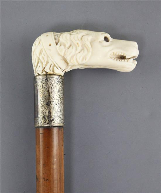 An Edwardian malacca walking stick with carved ivory dogs head handle 34.5in.